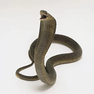 Egyptian Cobra (Naja haje) raising its head and opening its mouth, side view