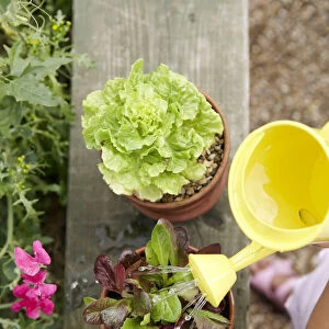 Elementary age girl watering lettuce plant with small yellow plastic watering can