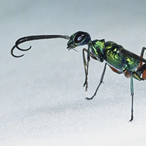 Emerald Cockroach Wasp or Jewel Wasp (Ampulex compressa), side view, close up