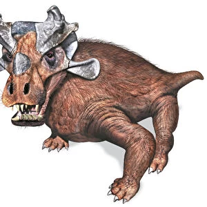 Estemmenosuchus, dinosaur front view
