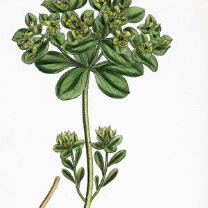 Euphorbia Helioscopia, Sun Spurge