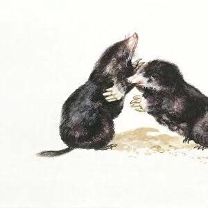 Two European Moles (Talpa europaea) leaning to each other, illustration