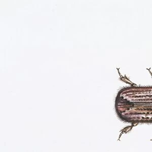 European Spruce Beetle