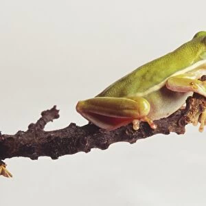 European Tree Frog (Hyla arborea) on branch, side view