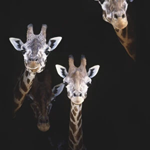 Faces of three Giraffes (Giraffa camelopardalis) peeking out of barn door, fourth giraffe in background, front view