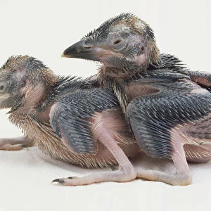 Two featherless Kookaburra chicks huddle together