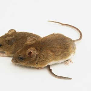 A field mouse standing on the tail of a second field mouse, high angle view
