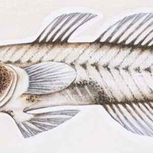Fishes: Perciformes Gobiidae, Transparent goby, (Aphia minuta), illustration