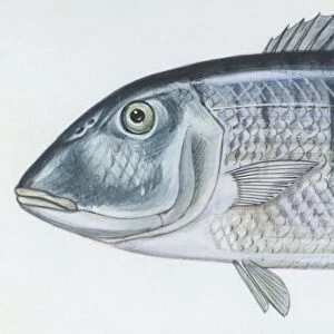 Fishes: Perciformes Sparidae - Striped seabream (Lithognathus mormyrus ), illustration