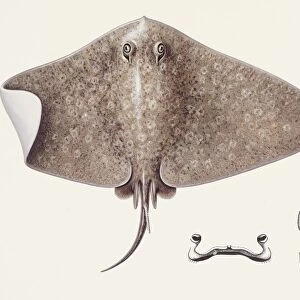 Fishes: Rajiformes, Spiny butterfly ray (Gymnura altavela), illustration