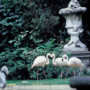 Flamingos. Villa invernizzi. Milan