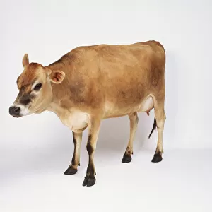 Fourteen month-old brown female Calf (Bos taurus) standing, side view