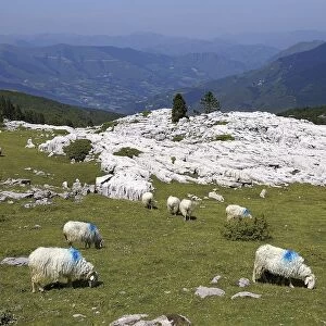 France, Bearn, Col de la Pierre-Saint-Martin, sheep grazing on high-altitude limestone pasture in mountainous region