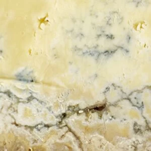 French Bleu de Termignon cows milk cheese, close-up