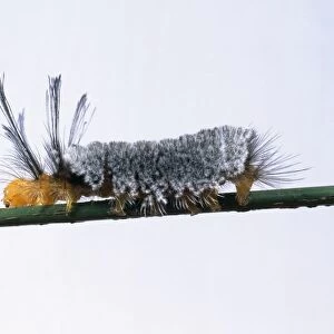 Furry grey caterpillar on green stem, close-up