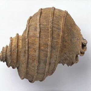 Gastropods - Ecphora: Ecphora quadricostata (Sea snail), Pliocene era