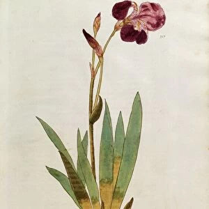 Botany Collection: Herbaria