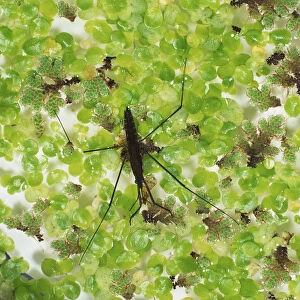 Gerris lacustris, pond-skater perched on a green water plant, view from above