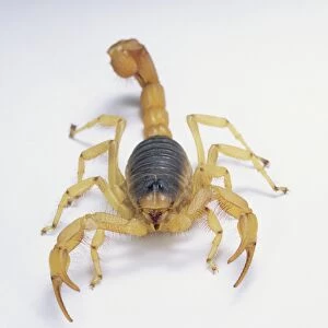 Giant desert hairy scorpion (Hadrurus arizonensis) approaching, front view