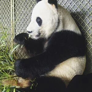 Giant Panda (Ailuropoda melanoleuca) leaning against a fence, eating grass