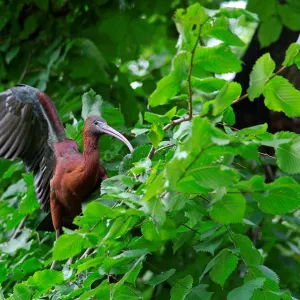 Glossy Ibis. Plegadis Falcinellus