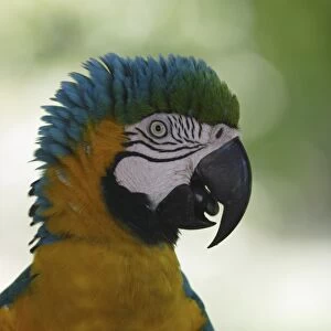 Gold and blue macaw (Ara ararauna) talking, side view