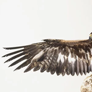 Golden Eagle (Aquila chrysaetos) spreading its wings while perching on a rock, front view