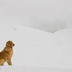 Golden Retriever on the Snow
