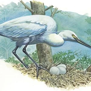 Great Egret Casmerodius albus or Ardea alba at nest with eggs, illustration