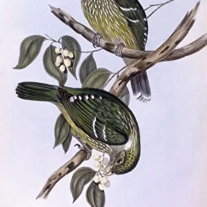 Green catbird (Ailuroedus crassirostris), Engraving by John Gould