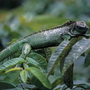 Green Iguana (Iguana Iguana) using natural camouflage to blend with foliage