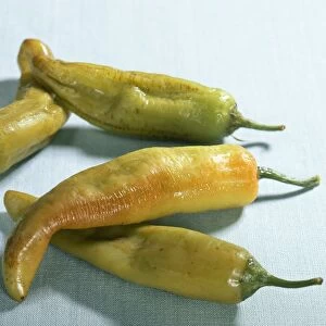Four green serrano chilli peppers