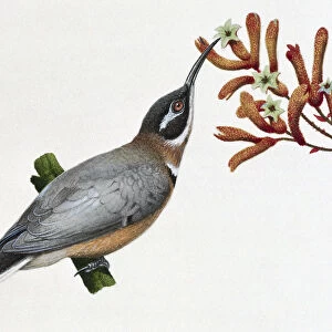 A grey bird with an orange belly eating nectar from a plant