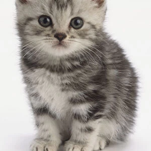 Grey kitten with tabby markings and blue eyes, sitting, looking directly at camera, front view