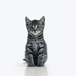 Grey tabby kitten sitting, front view