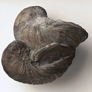 Gryphaea, or Devils Toenail: The coiled shell of the Gryphaea arcuata (Lamarck), knoen as Devils Toenails, which lived on muddy sea beds