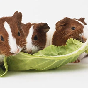 Three Guinea Pigs (Cavia porcellus), standing side by side feeding on lettuce leaf, side view