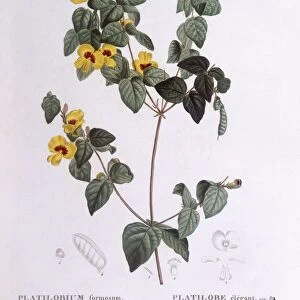 Handsome flat-pea (Platylobium formosum), Henry Louis Duhamel du Monceau, botanical plate by Pierre Joseph Redoute