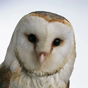 Head of a Barn owl (Tyto alba), close-up