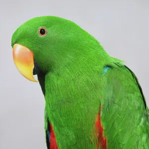 Head of male Eclectus Parrot (Eclectus roratus), side view