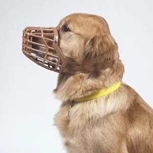 Head and shoulders of a Golden Retriever (Canis familiaris) wearing a muzzle, side view