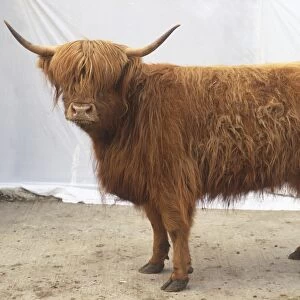 Highland Cattle, standing, side view
