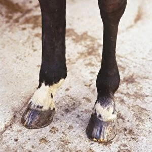 Hooves of brown Horse (Equus caballus) on dry soil surface