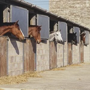 Horses in row of stables