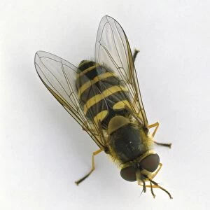 Hoverfly (Syrphus ribesii), view from above