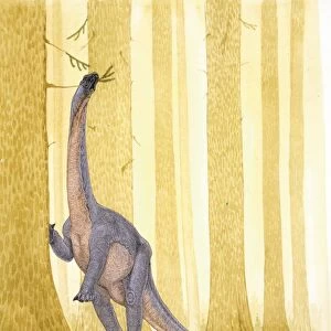 Illustration of Barapasaurus