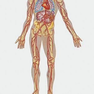 Illustration of human circulatory system, arteries