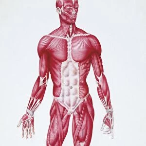 Illustration of human muscular system
