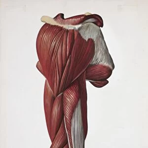 Illustration of left arm, back and lateral muscles