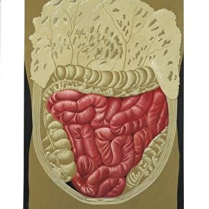 Illustration of mesentery, small intestine and colon